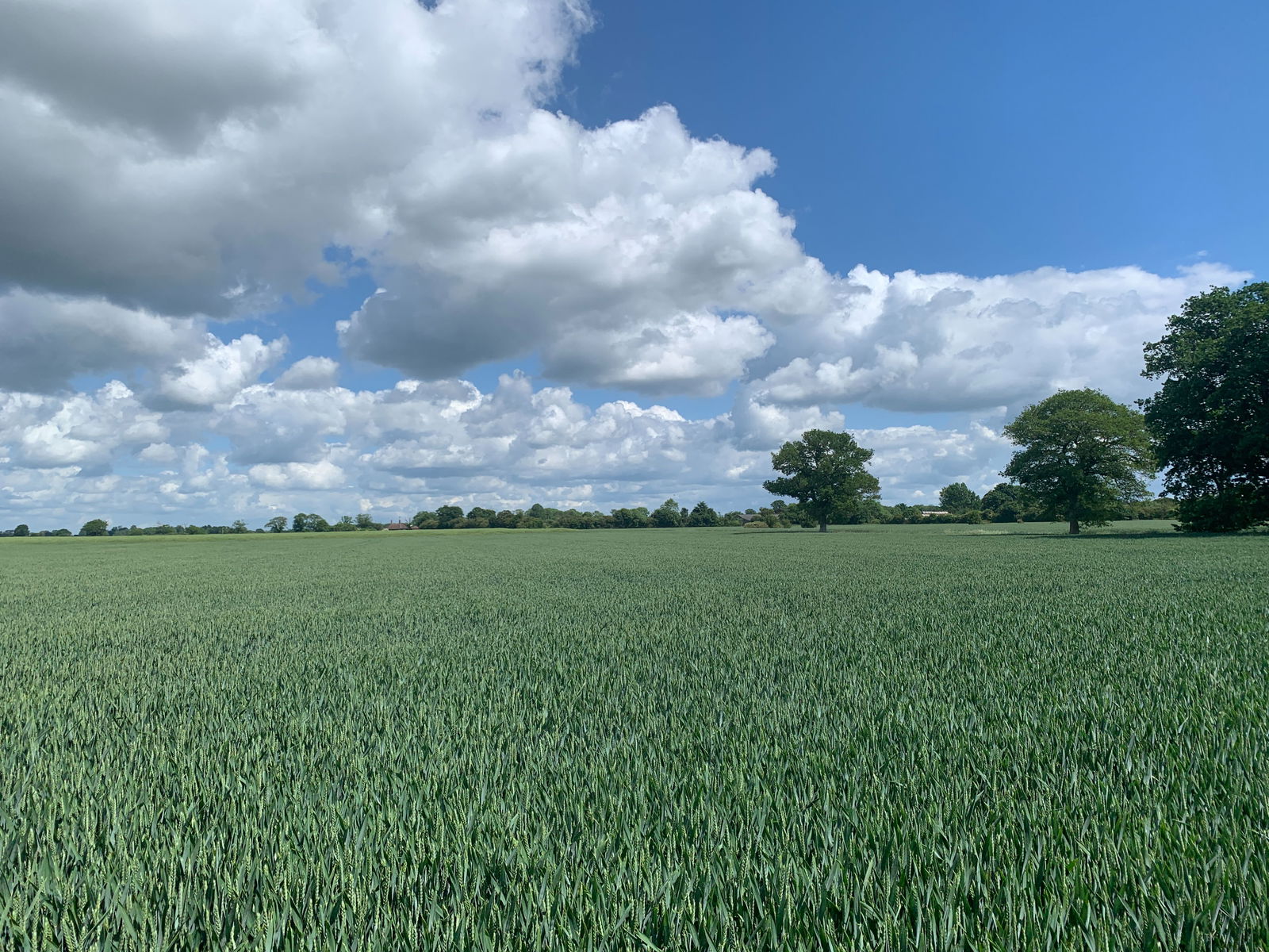Land at Laxfield property photo