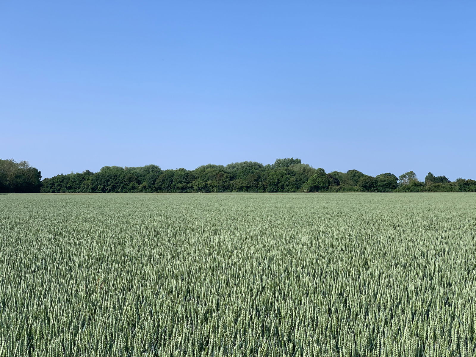 Land at Laxfield property photo
