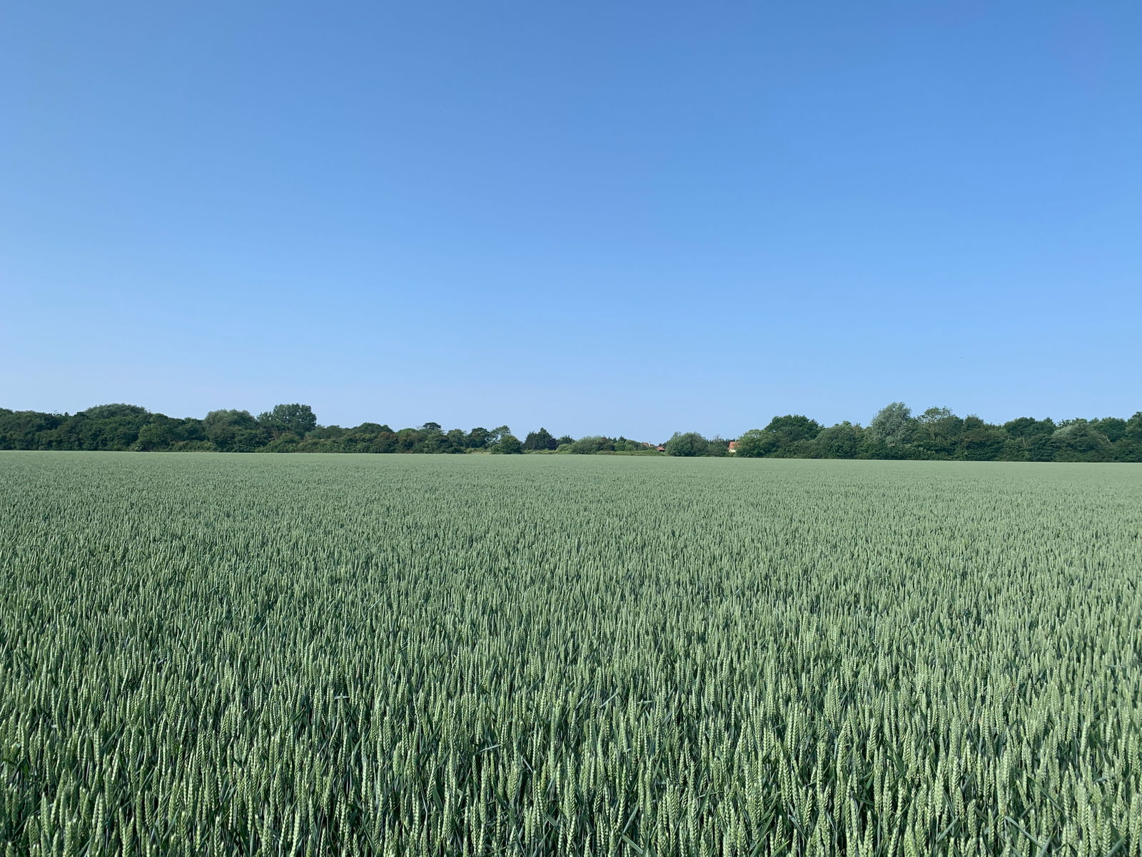 Land at Laxfield property photo