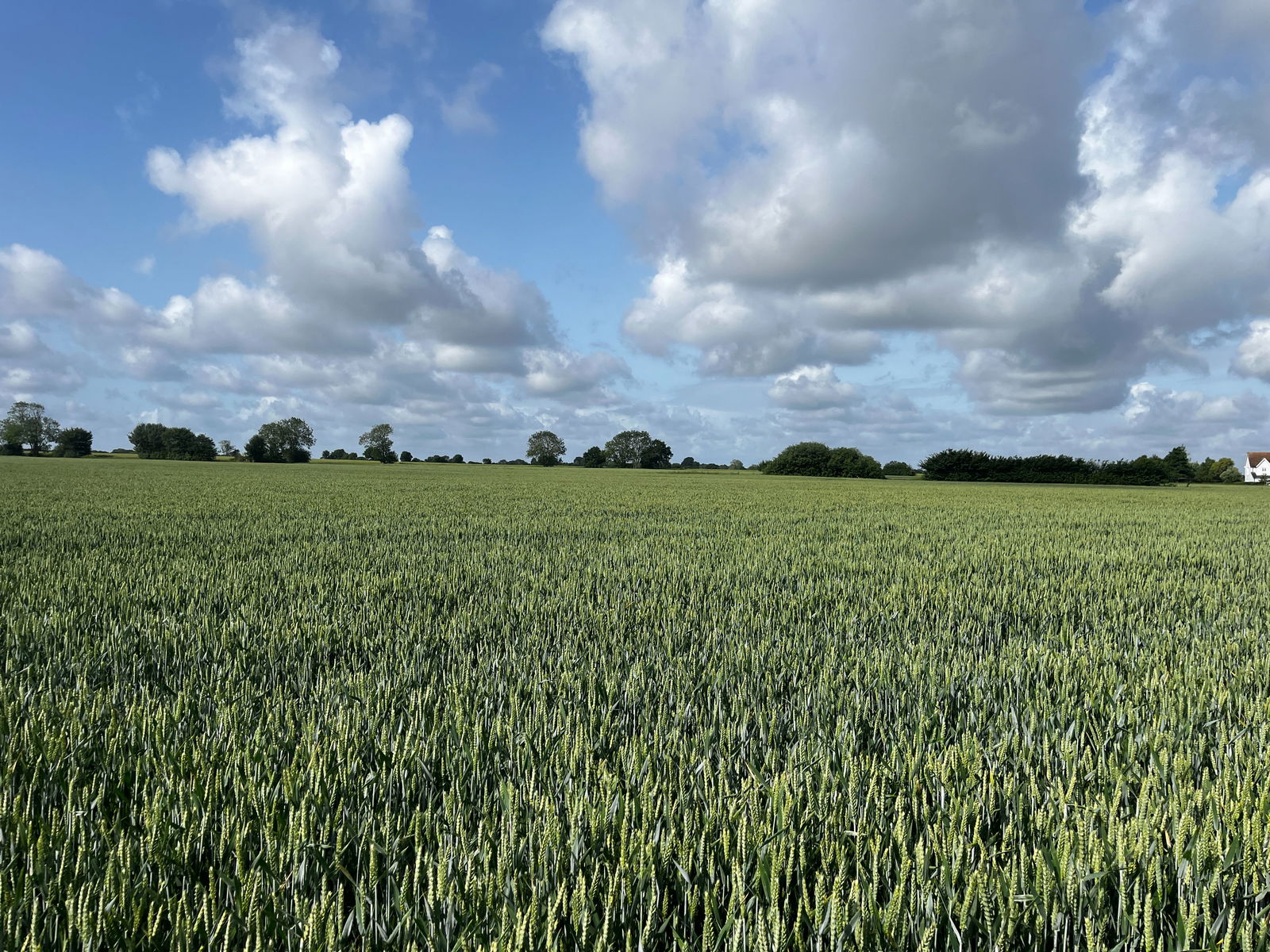 Land at Gislingham property photo