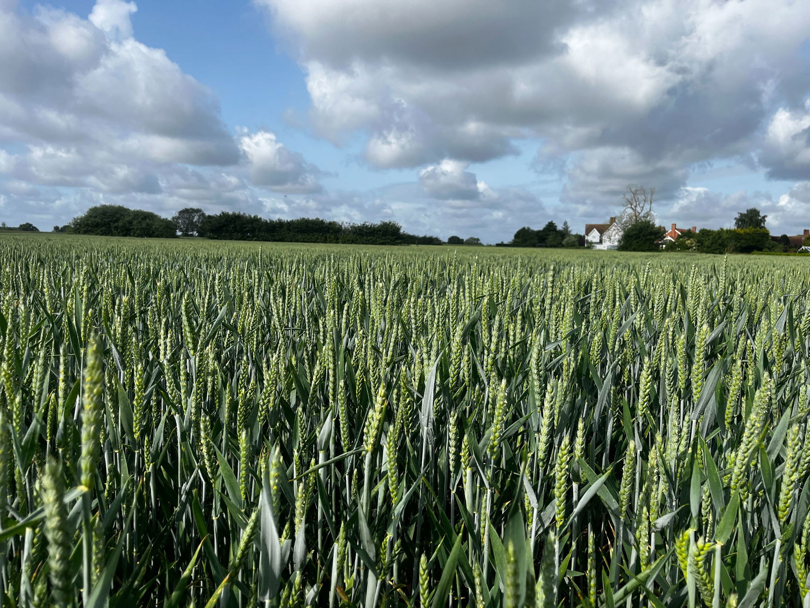 Land at Gislingham property photo