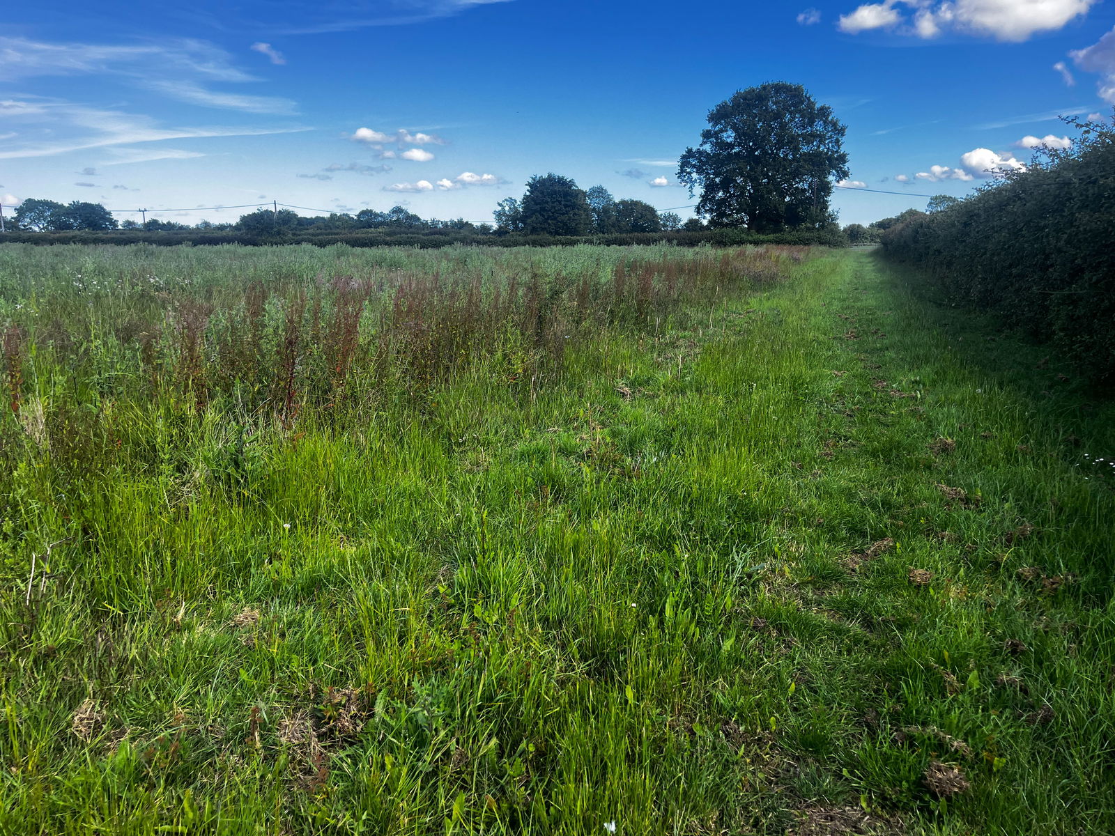 13.57 acres - land at Somersham, Nr Ipswich, Suffolk property photo