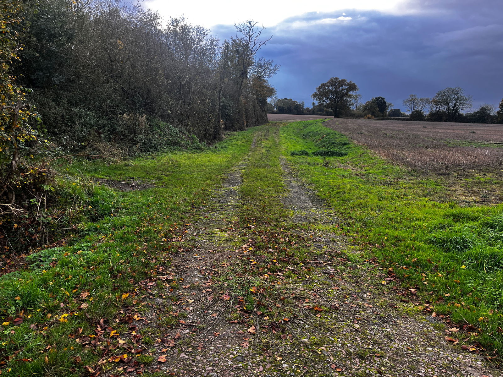 Woodland at Ringshall property photo