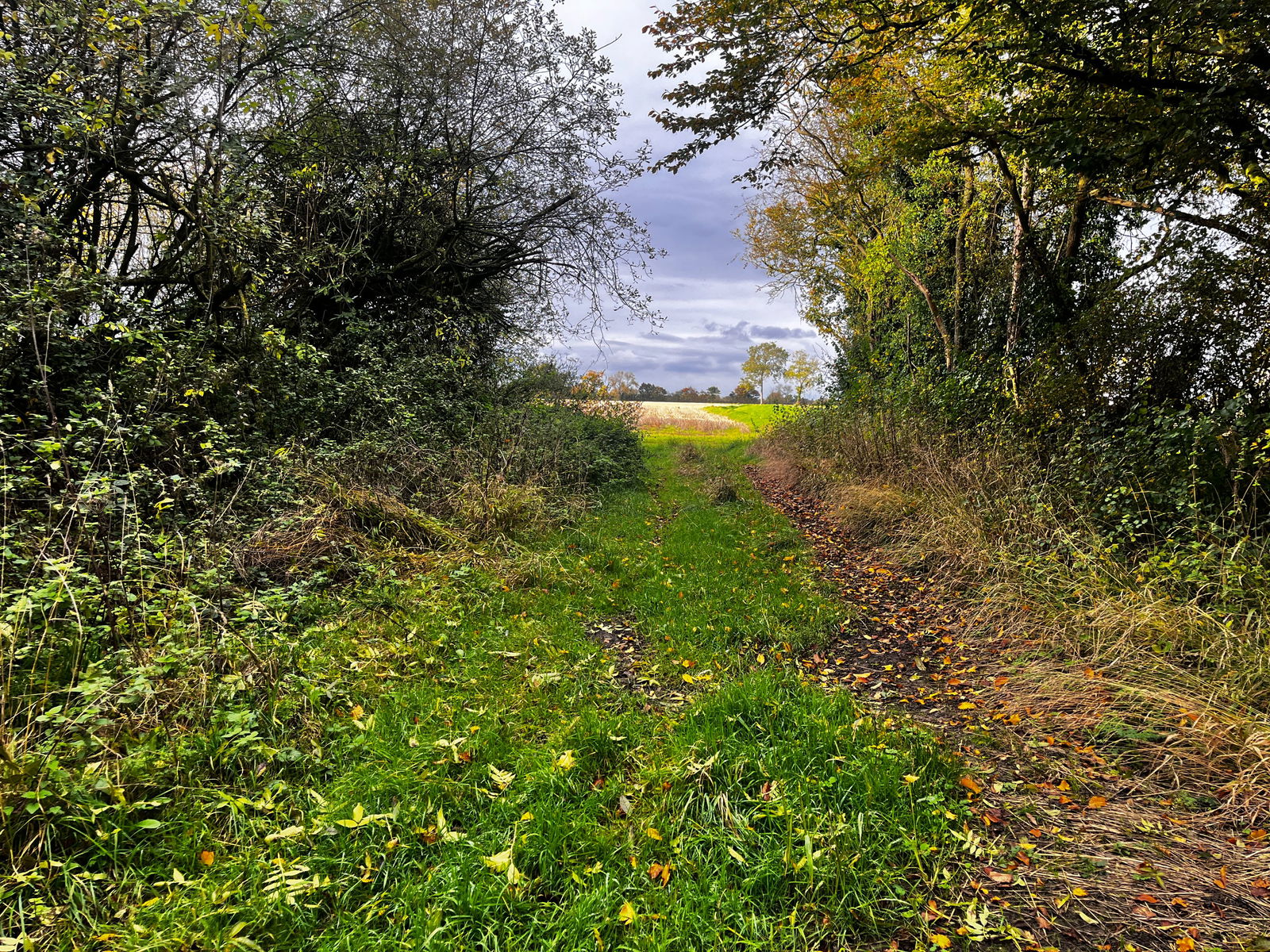 Woodland at Ringshall property photo